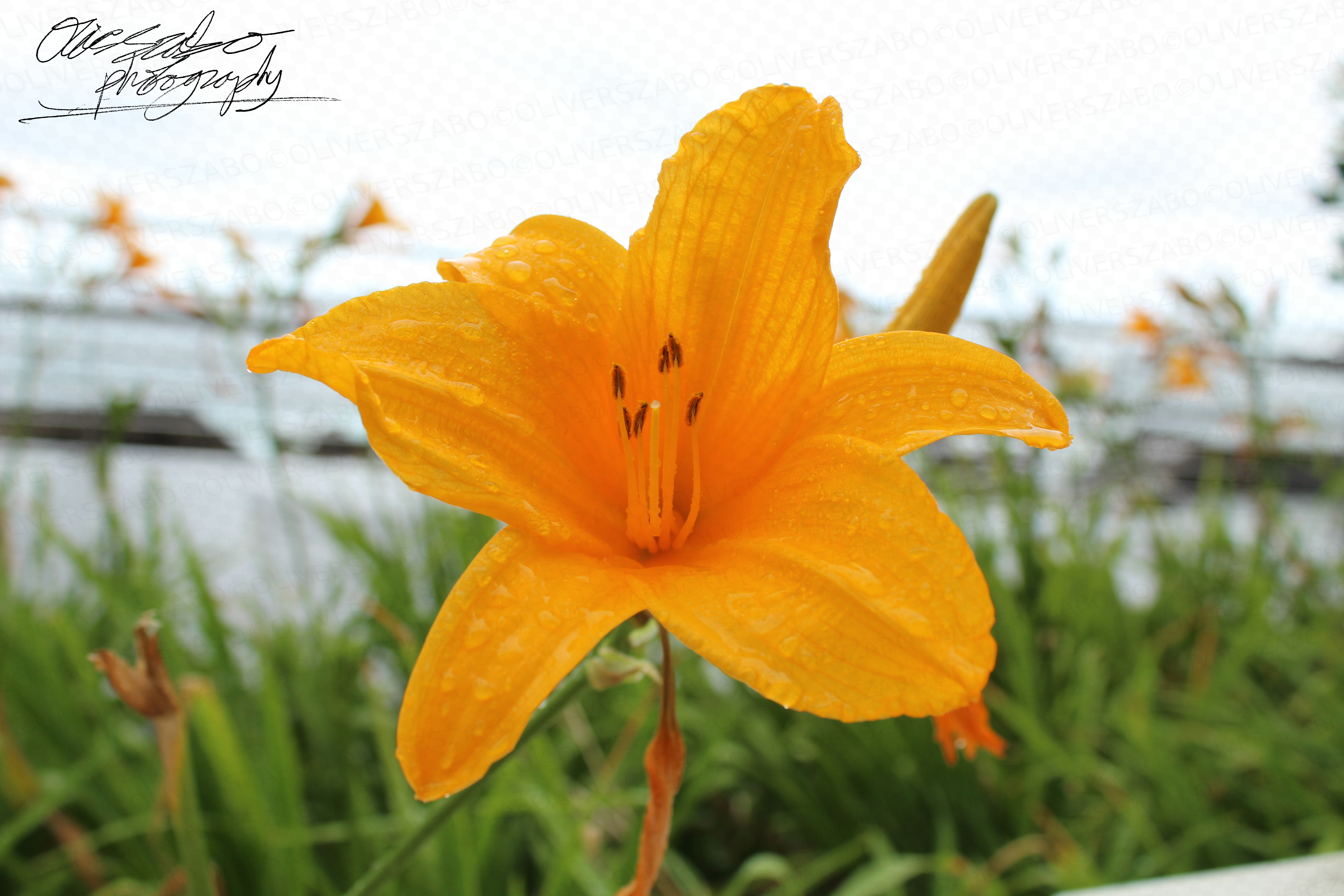 Orange Flower After Rain